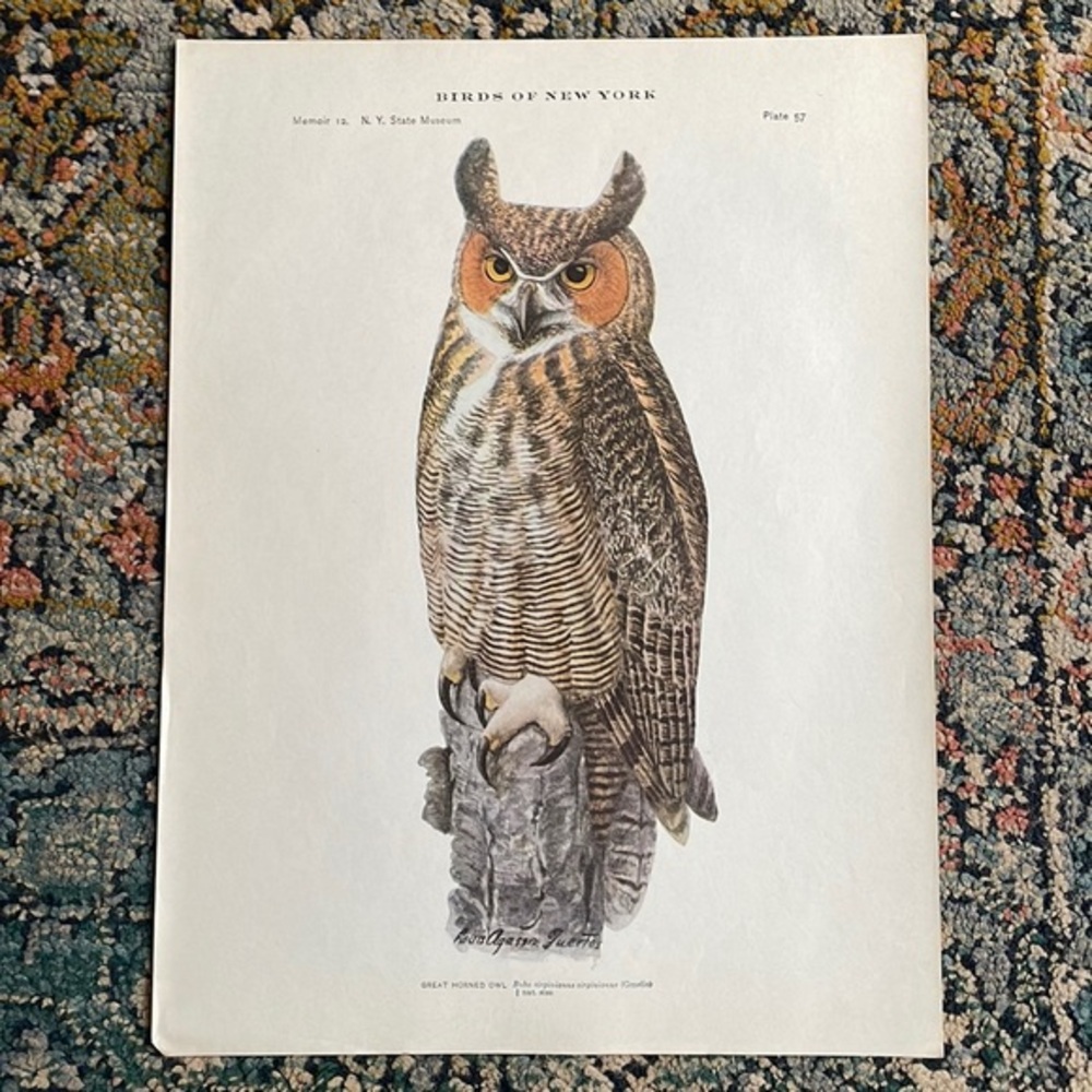Antique Ornithological Bird Print Original great horned Owl